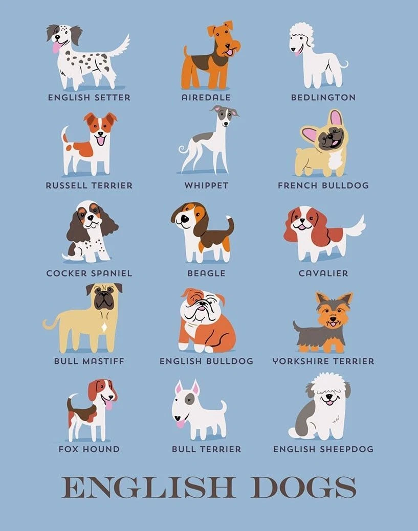 154603 British Dog Breeds Art Wall Print Poster UK | eBay
