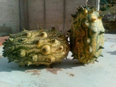 Kiwano African Cucumber - Exotic Seeds Of Cucumis Metuliferus In A 0.2g - Foto 7