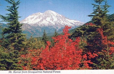 VEREINIGTE STAATEN POSTKARTE Mount Ranier Nationalpark Washington USA Curt Teich