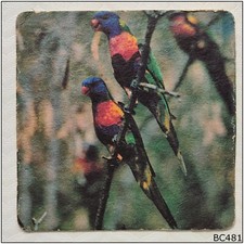 Australian Rainbow Lorikeets Hanna Match Murray Views Coaster (B481)