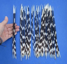 50 piece lot of South African Porcupine Quills 11 to 12 inches 51657
