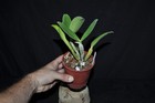 Cattleya violacea var. coerulea very nice plant rare species variety in bud!!! — photo 5