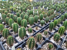 "Angela X Althea" Best Genetics Sourced World Wide 2024.