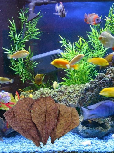 50pc almond leaves catappa indian ketapang leaf shrimp betta fish aquarium care - Foto 4 di 13