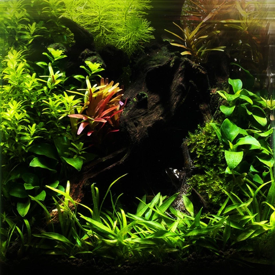 MT Premium Suelo Volcánico para Camarones y Acuarios Plantados | Japón Aso Volcano阿蘇山 Foto 2 de 4