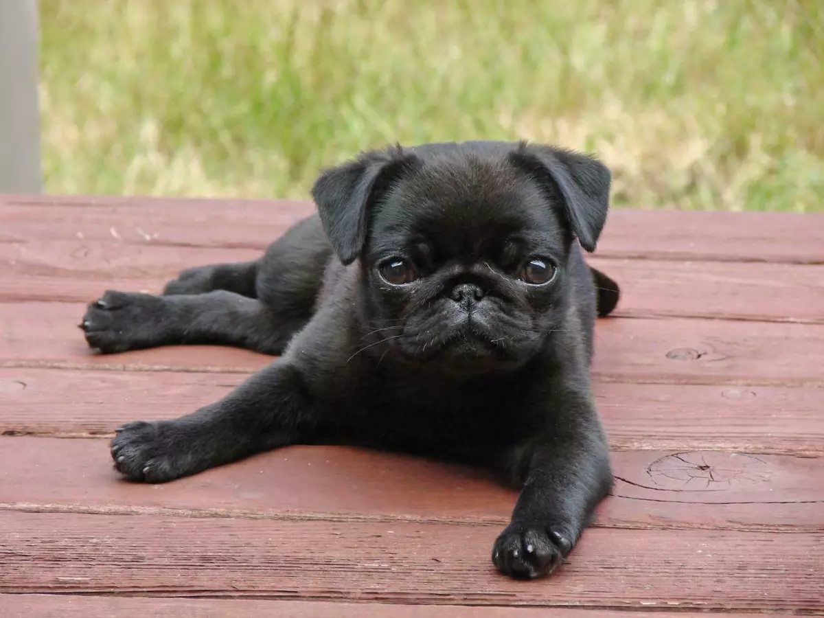 Cute pug puppies 2025