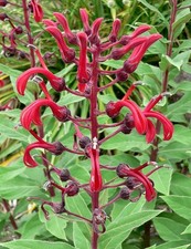 15 graines de TABAC DU DIABLE (Lobelia Tupa) N96 SEEDS SEMILLA SAMEN SEMI