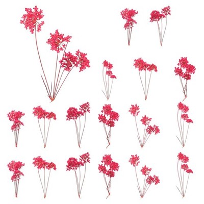 18 Pcs Lace Natural Real Pressed Dried Flower for Art Craft DIY, Dark Pink