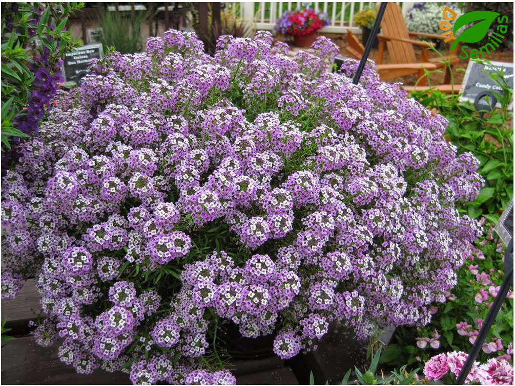 Flor De Invierno Alyssum Maritimum Mix Colores (Lobularia