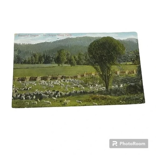 Postcard Beautiful Oregon - An Oregon Sheep Farm Vintage c1911 A141