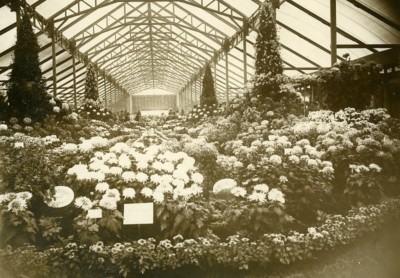 Frankreich Paris Gartenbau Ausstellung Chrysanthemen Gewächshaus Foto Rolle 1931
