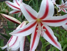 Crinum Lily, Scabrum 'Fireworks', small-size bulb
