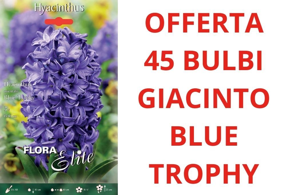 Oferta 45 Bulbos De Jacinto Blue Trophy Bulbos Bulbe