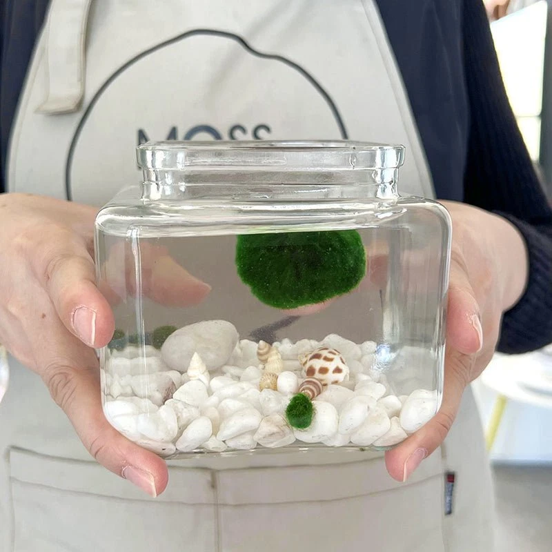 Marimo Moss Ball Acuario Vidrio Terrario Diseñador 4.5" Decoración del Hogar y Oficina De Foto 2 de 4