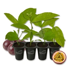 Passion Fruit Plant - 4 Live Starter Plants - Edible Fruit Bearing Vine for...