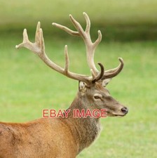 PHOTO  RED DEER AT THE BRITISH WILDLIFE CENTRE NEWCHAPEL SURREY THIS STAG A MALE