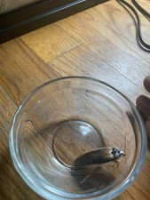 Dubia Male Roaches 25 Counts