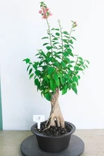 Bougaivillea imported flowering bons"ai tree #18,      Trunk  2.5" x  17"H