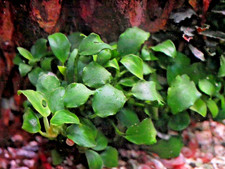 Anubias Nana Petite - Buy 2 get 1 FREE - 1 Rhizome 5 Leaves - Free Shipping