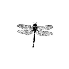 Realistic Dragonfly UNMOUNTED Rubber Stamp, Damselfly, Bug 12