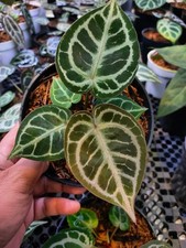Anthurium Red Tiger rare anthurium variegated house plant