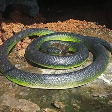 Simulation Snake Model Prank Toy 70cm
