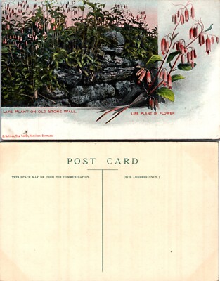 Life Plant on Old Stone Wall Bermuda Postcard