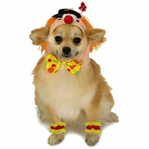 dog circus costume