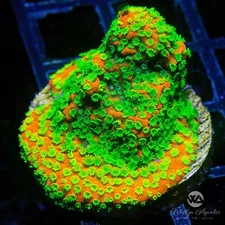 WA Sunset Montipora - Live Coral Frag