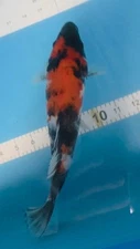 9in Showa. Japanese Koi Live Imported KoiGazer