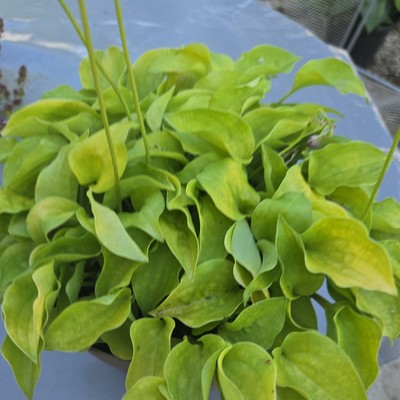 Hosta Silver Threads and Golden Neadels Bew. Ableger. Rarität