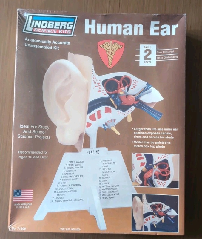 Lindberg Human Ear Anatomically Accurate Correct Plastic Science Model Kit NOS