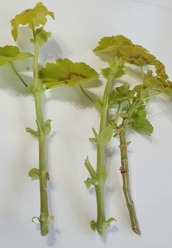 Geranium~Zonal Fancy Leaf Occold Shield Scented~2 CUTTINGS- Grow All Season - Picture 5 of 11