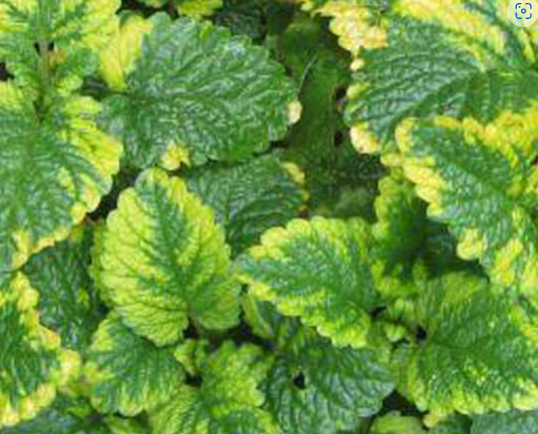 Variegated Lemon Balm Scented Aromatic Herb plant 9cm Pots multi buy offer  | eBay