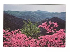 Shenandoah National Park Azalea along Skyline Drive VTG postcard Unp