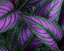 2 x PERSIAN SHIELD Halloween Queen LIVE PLANT  (STROBILANTHES DYERIANUS)