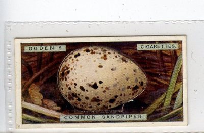 (Jc2991-100)  OGDENS,BIRDS EGGS,COMMON SANDPIPERS EGG,1923,#34