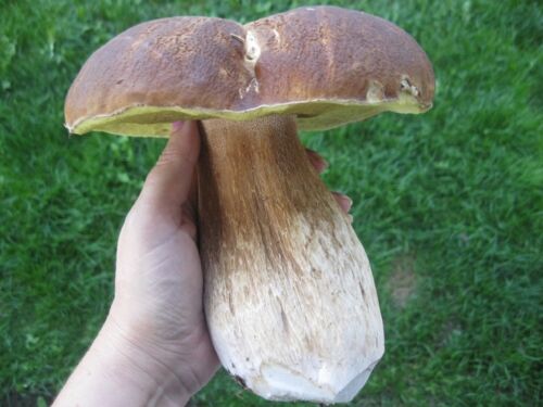 Seeds Porcini Mushroom Boletus White Mycelium Spawn Spores Organic Ukraine - Picture 1 of 12