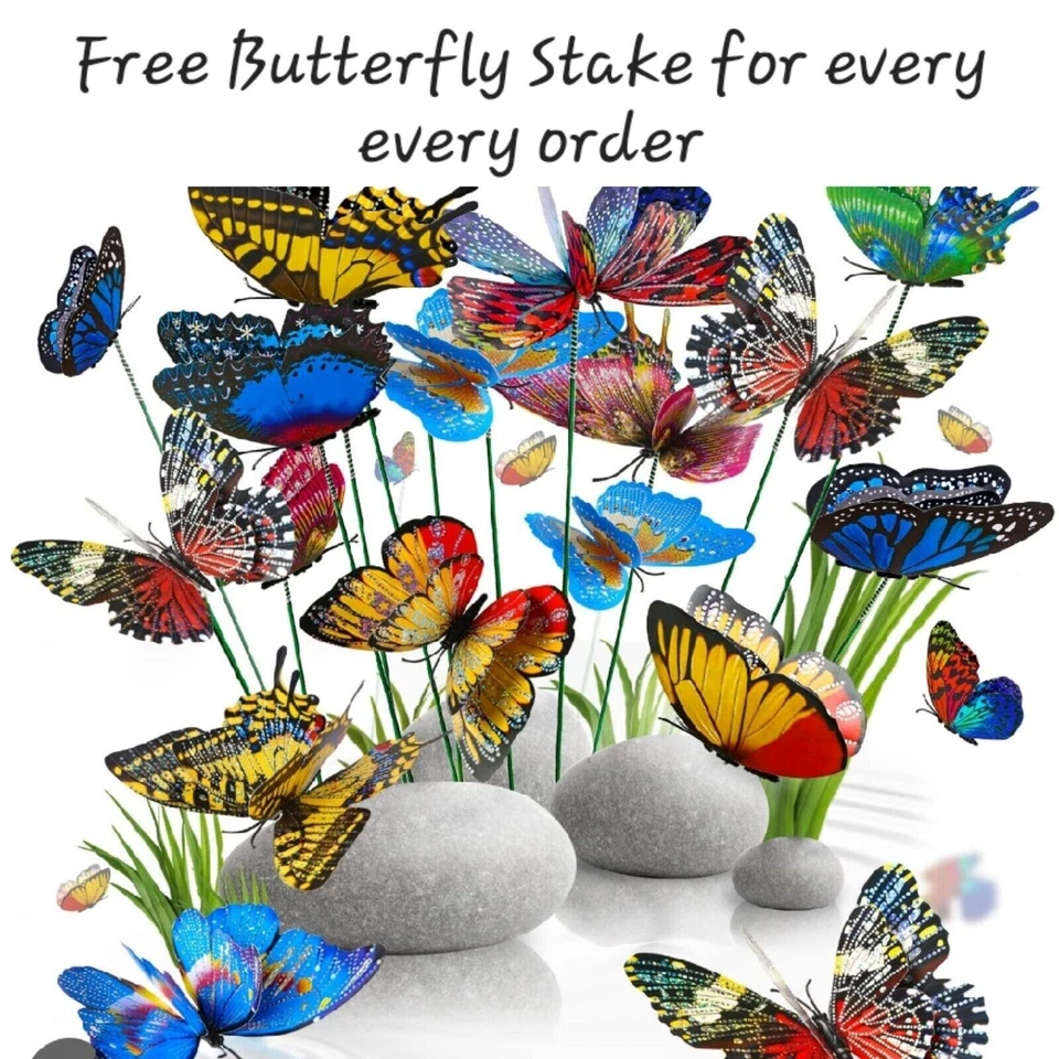 Plantas de bambú de la suerte de 6" 5 tallos, estaca de mariposa GRATIS, REGALO, Feng Shui, interior Foto 3 de 4