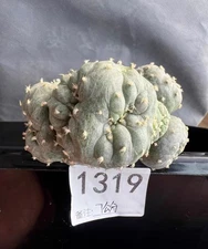 Rare Cacti SucculentPlant variation  Cristata WYSIWYG  Own Root Feature Sale1319