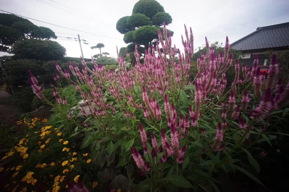 Tested [ Almost MINT ] Voigtlander Ultra Wide Heliar 12mm f/5.6 Aspherical #2247 - Image 2 of 4