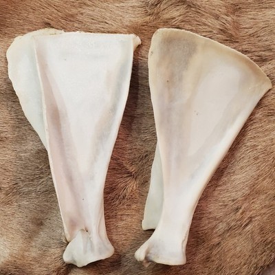 Wild Elk Scapula Bone (11''-13'')