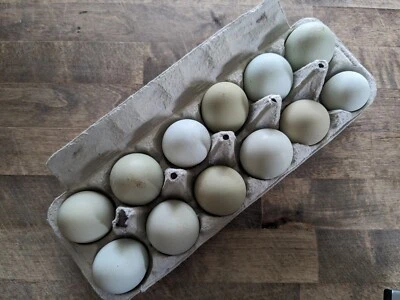 12 - Fresh and Fertilized Blue/Green Layer Barnyard Mix Chicken Hatching Eggs!