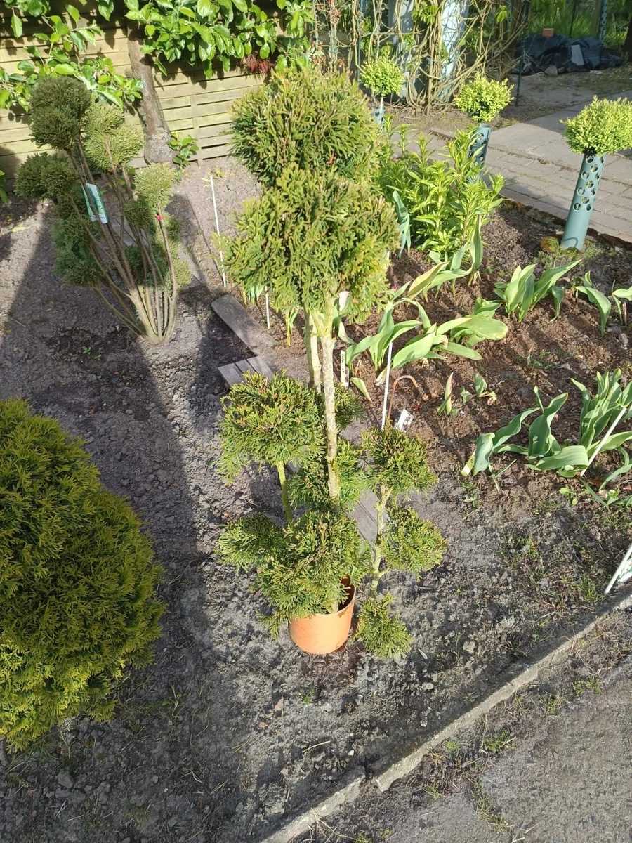 Thuja Formschnitt online kaufen | eBay.de