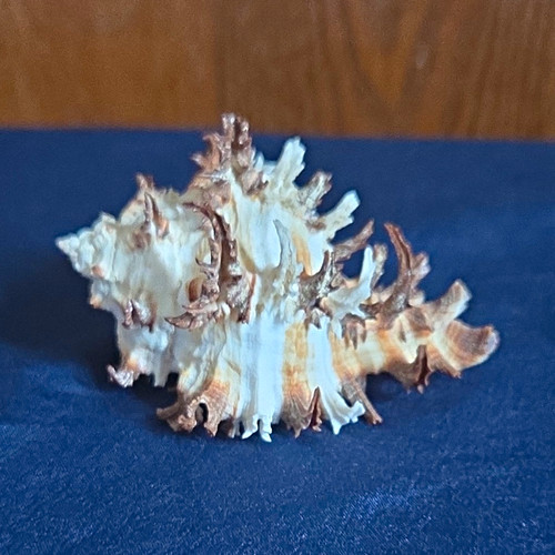 Spiny Murex Seashell Specimen Collectible Sea Shell White & Brown