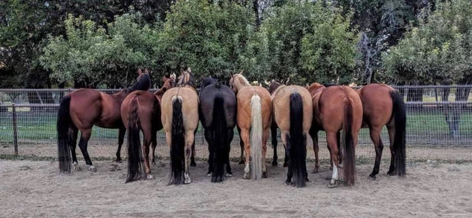 Bota de cola - Bolsa de cola para caballos, equinos, burros, miniaturas y envoltura de corrientes de aire Foto 3 de 4
