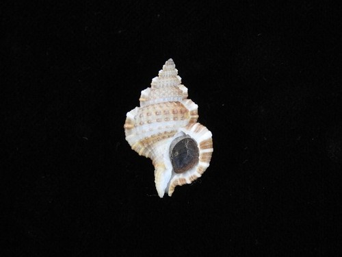 Sea Shell Gyrineum Natator 30,5 mm ID#9187 - Imagen 1 de 2