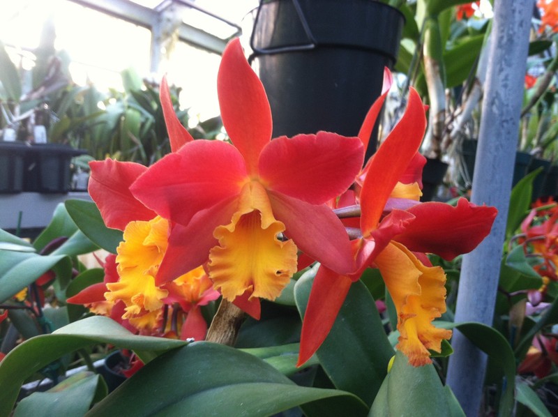 Blc. Lily Marie Almas `MGR' AM/AOS Cattleya Orchid Plant