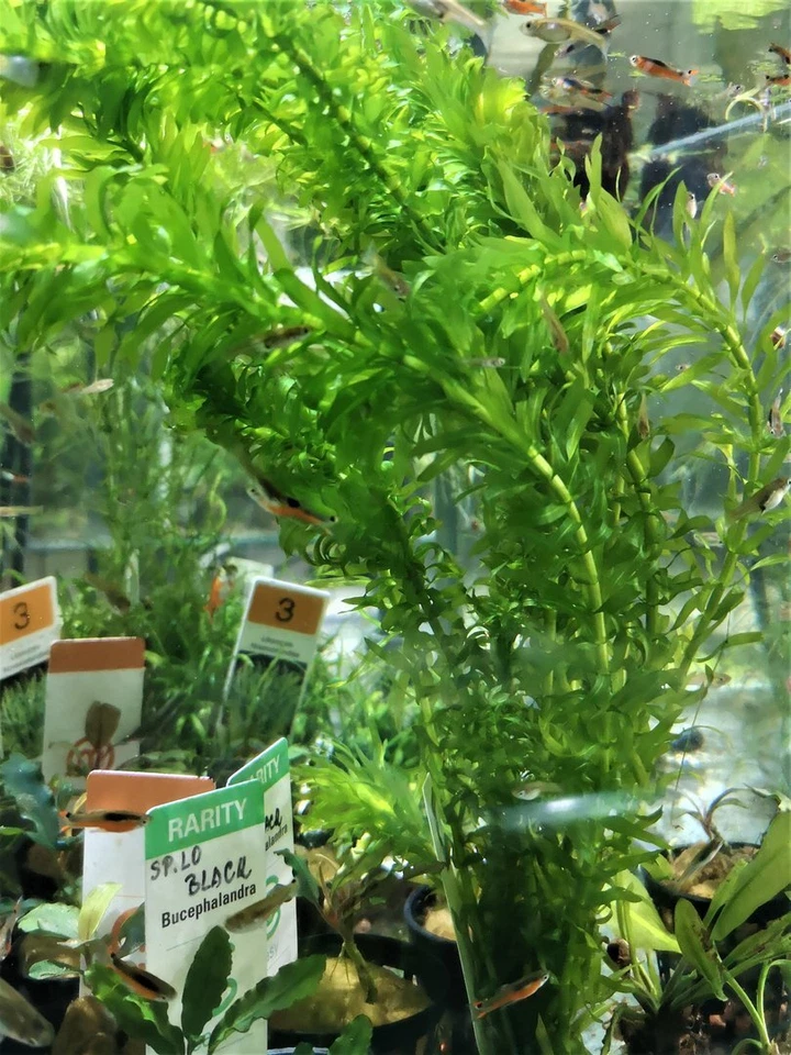 ELODEA CANADENSIS - PLANTE AQUATIQUE - PLANTE AQUARIUM - Photo 1/1