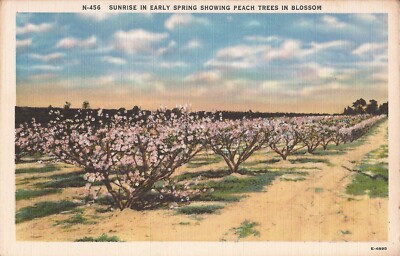 AGRICULTURE - Peach Tree Blossoms